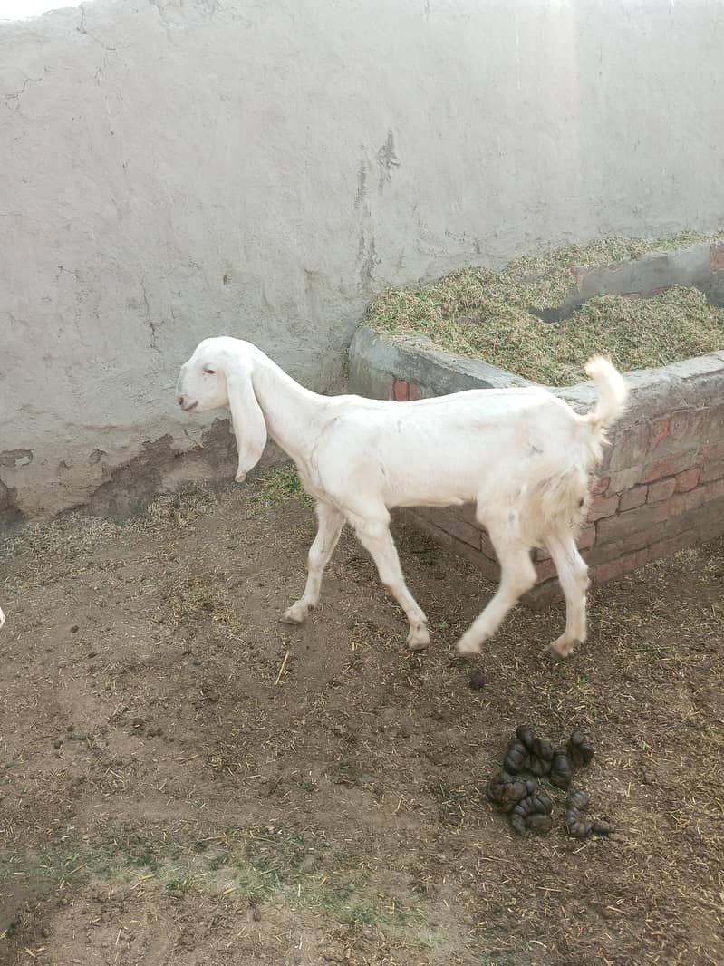 گھر میں پالی گئی خوبصورت سفید بکری فروخت کے لیے 1