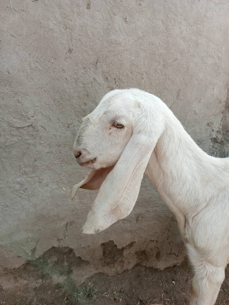 گھر میں پالی گئی خوبصورت سفید بکری فروخت کے لیے 2