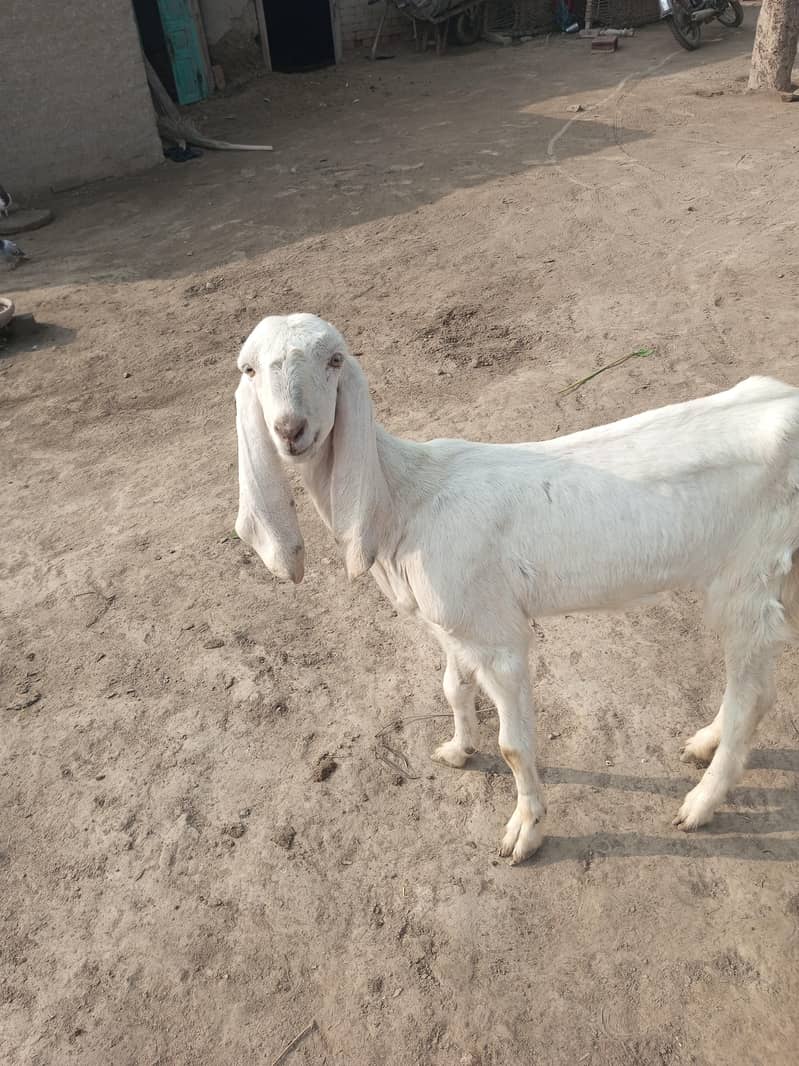 گھر میں پالی گئی خوبصورت سفید بکری فروخت کے لیے 3