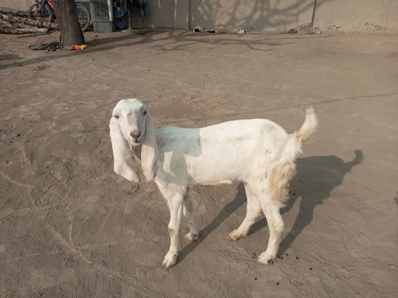 گھر میں پالی گئی خوبصورت سفید بکری فروخت کے لیے 4