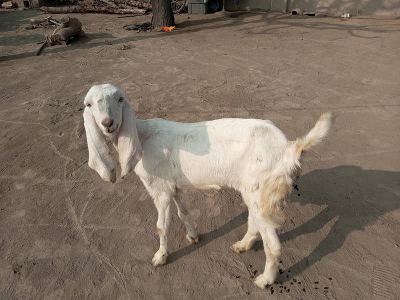 گھر میں پالی گئی خوبصورت سفید بکری فروخت کے لیے 5