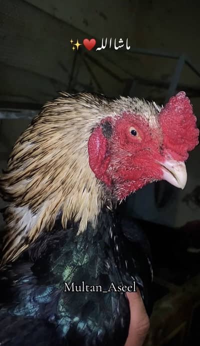 Aseel Merathi high quality male available