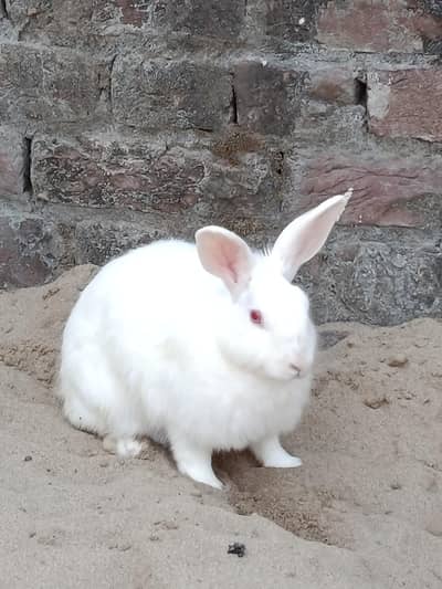 White Red Eye Rabbit