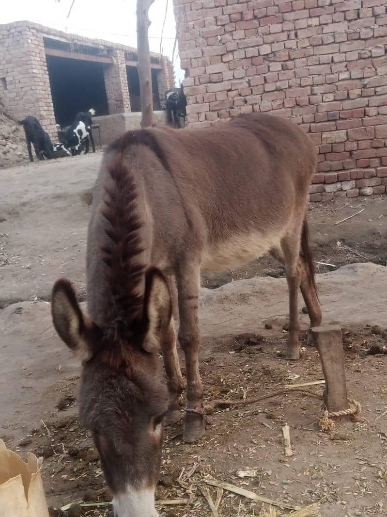 کھوتی برائے فروخت 1