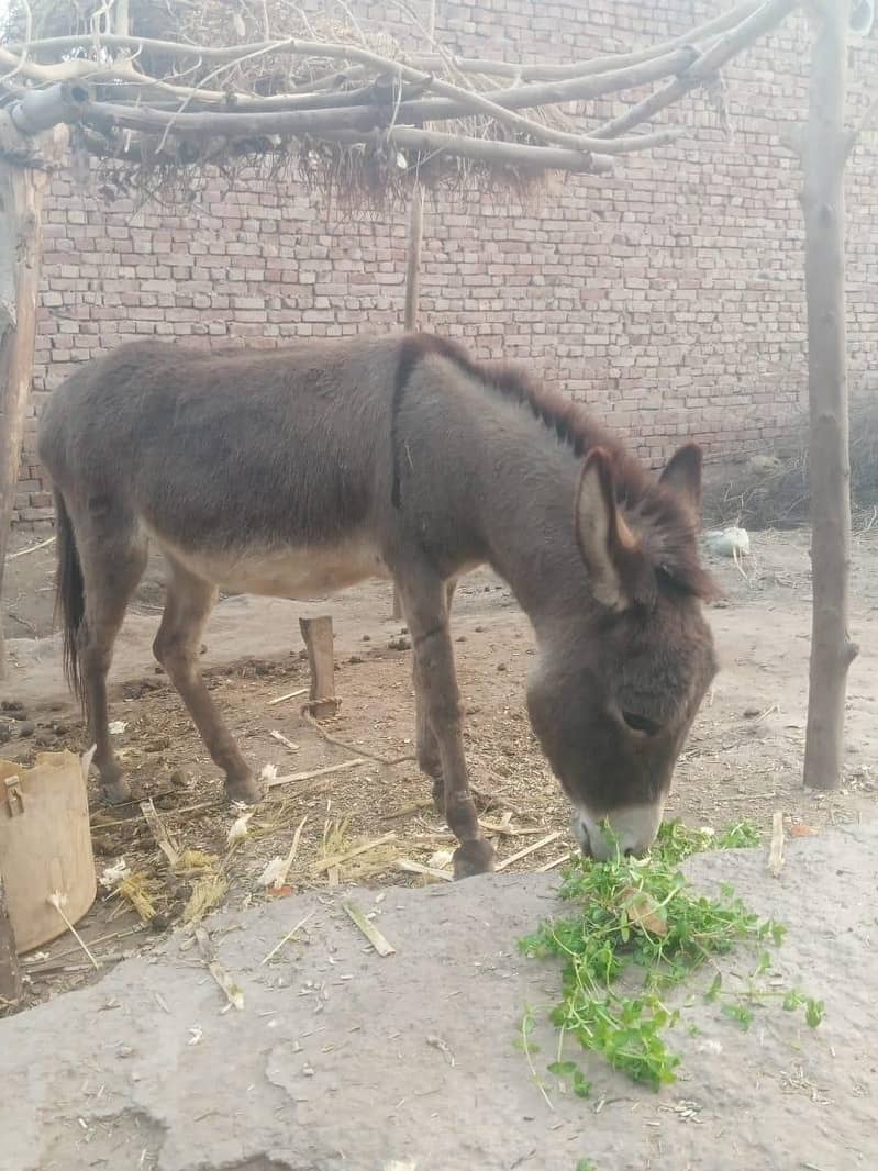 کھوتی برائے فروخت 3