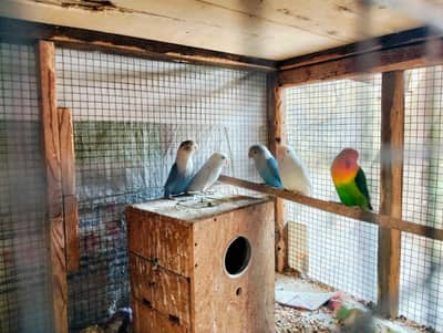 lover birds opline and albino