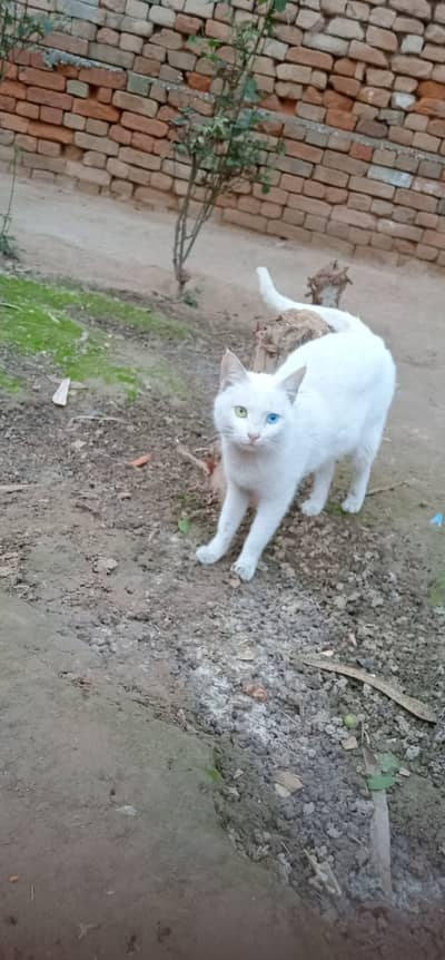 Cate sale krni ha one eye Blue and one eye green