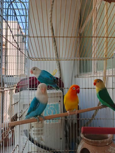Lovebirds  Split pale fellow breeder male female available