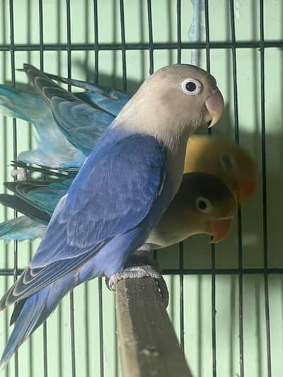 Love Bird Breeder Pairs , Gouldians , Bangalese, Fawn Java