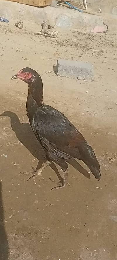 میاں والی پٹی