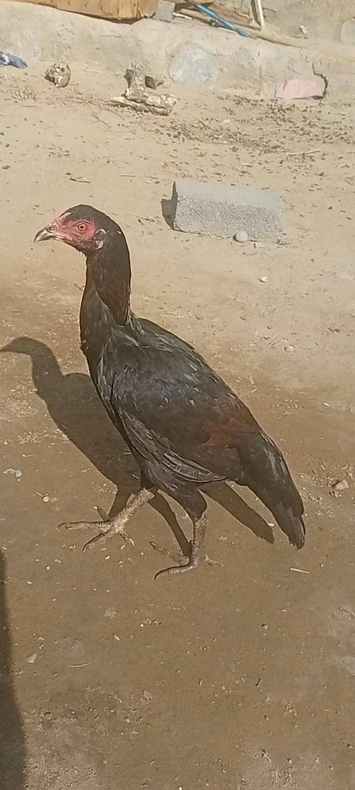 میاں والی پٹی 0