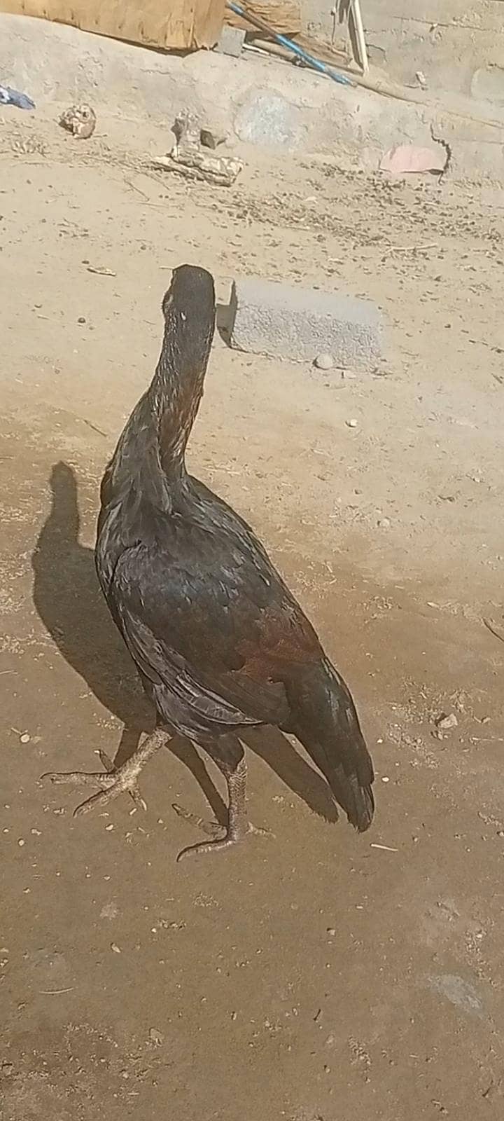 میاں والی پٹی 2