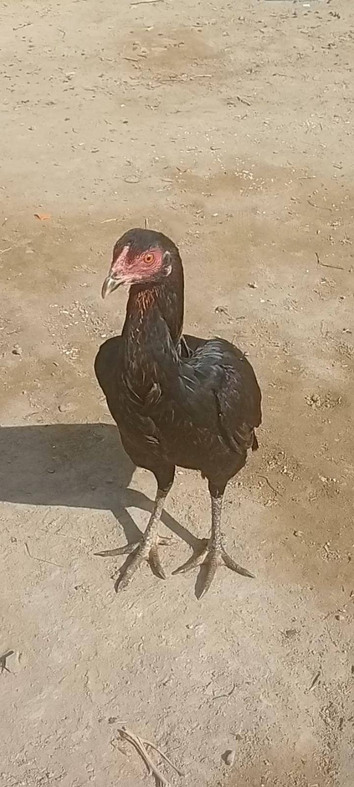 میاں والی پٹی 3