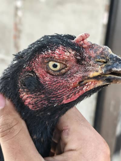 ASEEL MURGHI FOR SALE