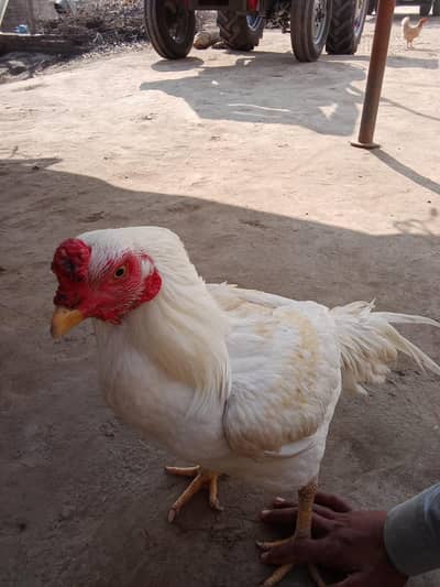 white aseel murga WhatsApp number 03153803767