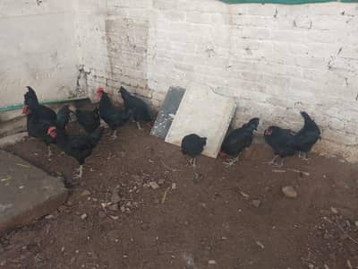 Australorp Heritage Male