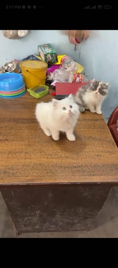 Persian cat punch face triple coat