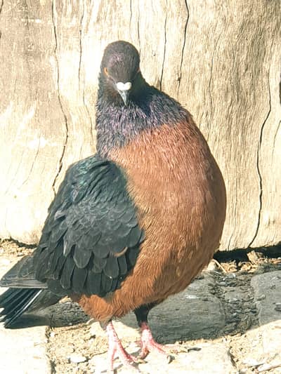 Unique type pegion for sale