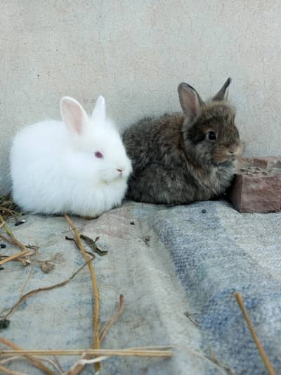Lion head rabbit bunny pair