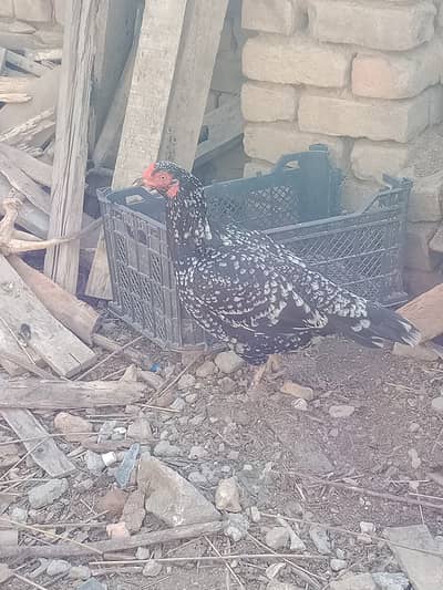 Desi Hen for Sale
