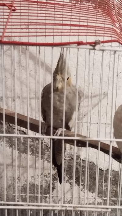 beautyfull cocktail pair fr sale