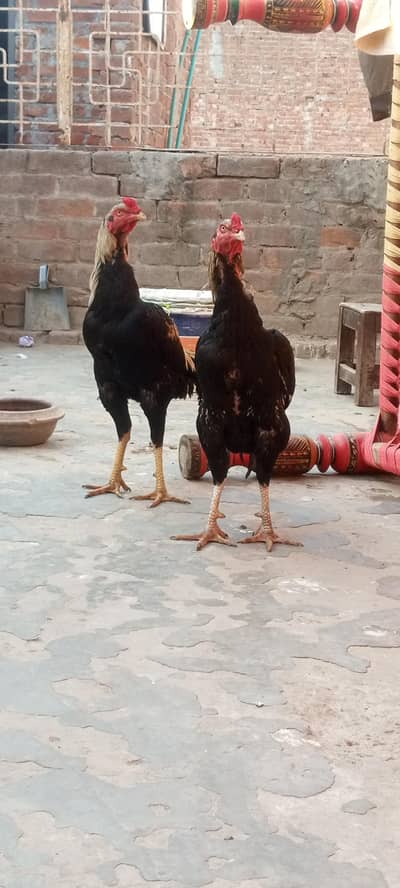 miwali pakistan aseel breed