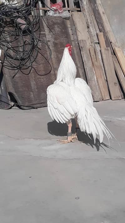 heera mianwali aseel breed