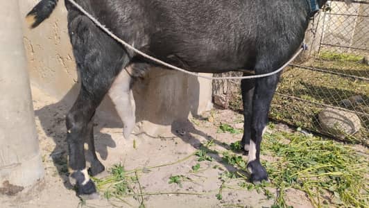 gulabi bakri doodh wali