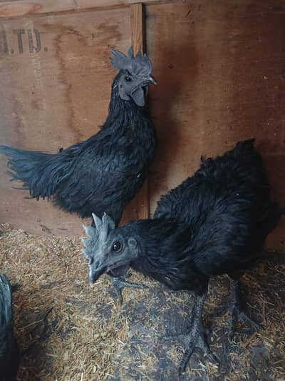 Indonesian Ayam Cemani