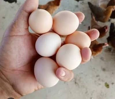 desi eggs