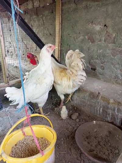 Aseel white Murgi+ 1 chick+ White Desi Murgha
