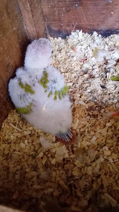 PINEAPPLE CONURE  baby