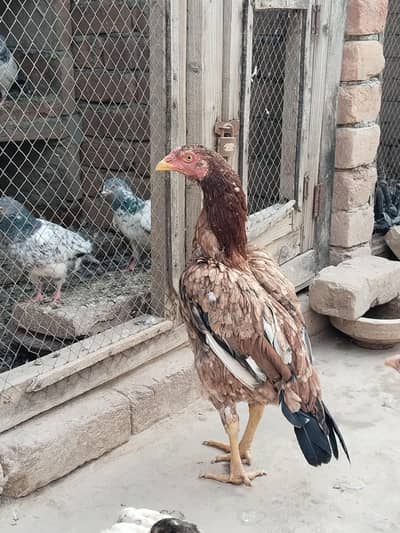 Aseel breeder hen with 8 chicks