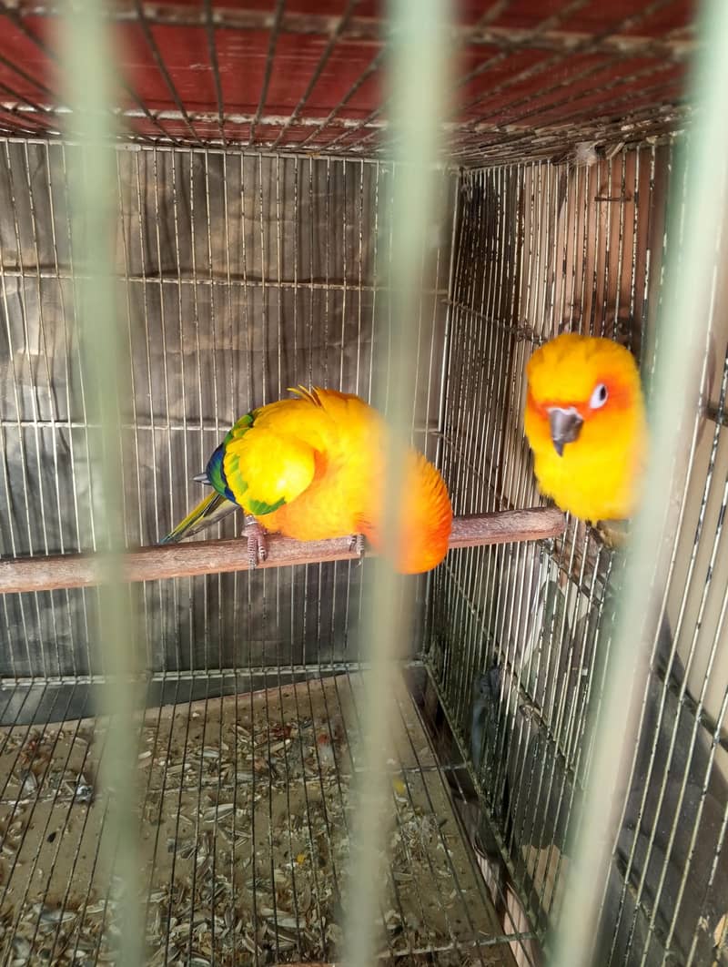 Sun conure 1