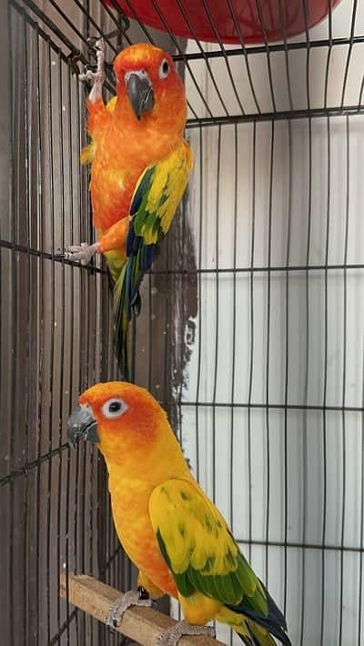 Sun conure 2