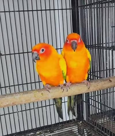 Sun conure 3