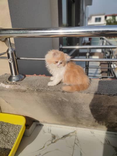 persian high quality male  kitten