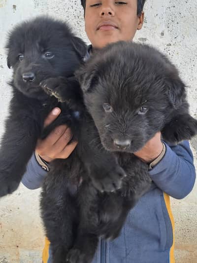Black long hair male & female  pups|gsd|black shepherd|quality