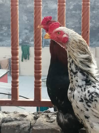 2 aseel Murghay for sale ha bht zabardast ghr ka tayar