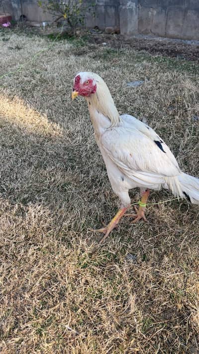 Heera aseel murga for sale