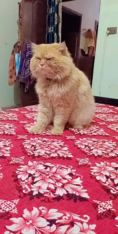 ginger brown male for sale