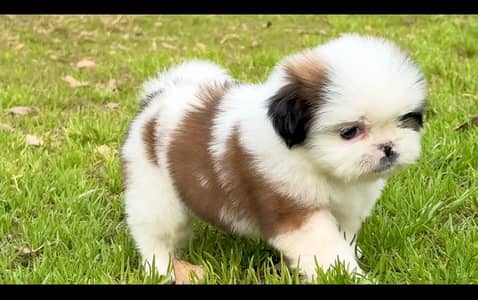 Shihtzu male female puppies available for sale
