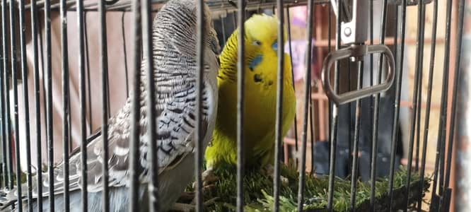 Exibition Breeder Pair Available