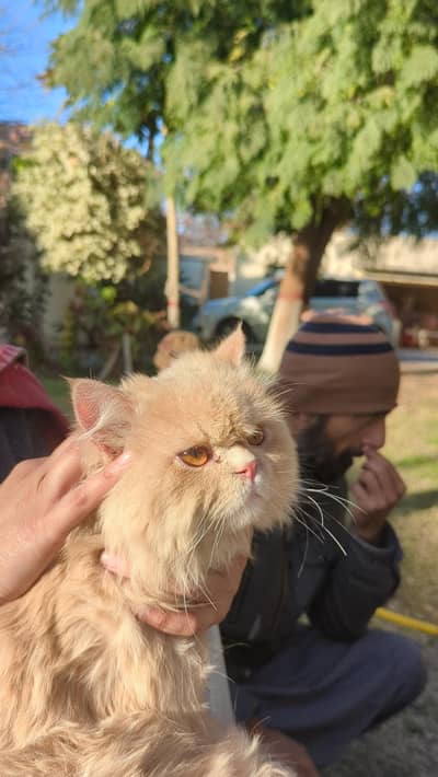 Persian cat