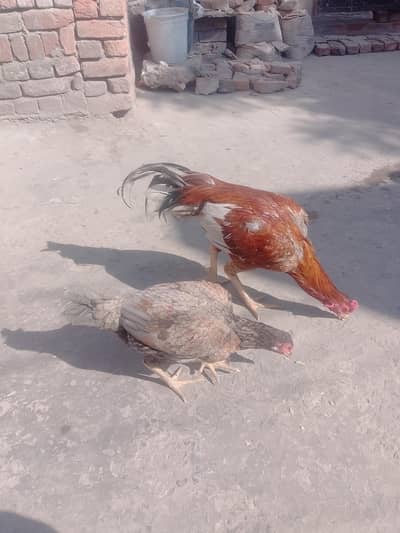 8 mah sy 9 mah k hain