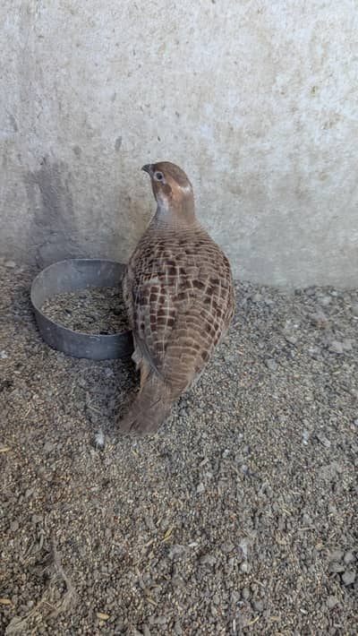 Irani male dakhni female 1 eggs dia Hy breed Shuru kr di hy