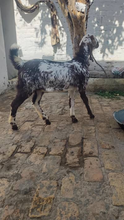 maki cheeni path full healty