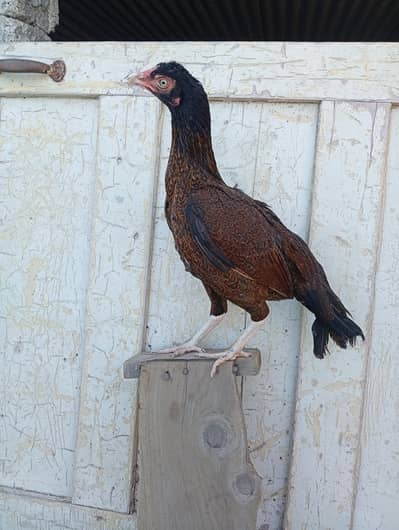 aseel hen / amroha aseel