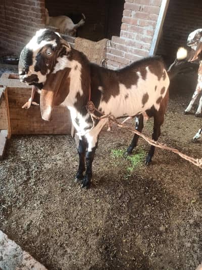 Laal DBA nagra breeder