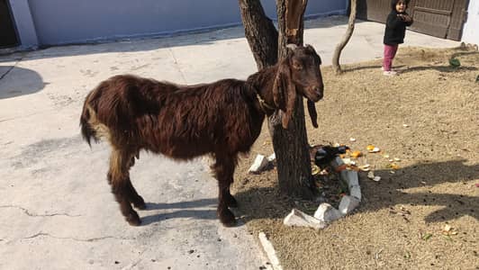 gaban Goat 2 month acha dood wale Goat ha Watsap num ha